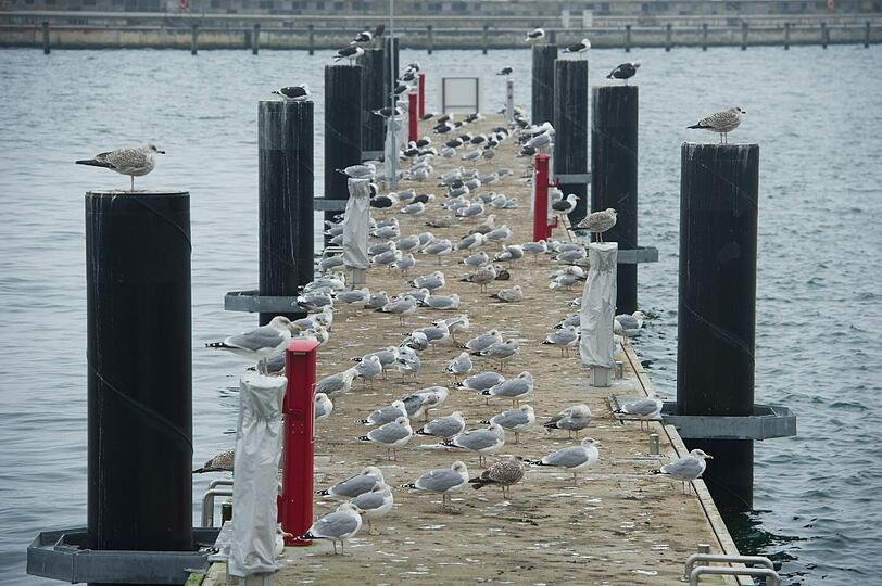 Die Möwen im Hafen von Sassnitz (Mecklenburg-Vorpommern) erwarten Xaver bereits