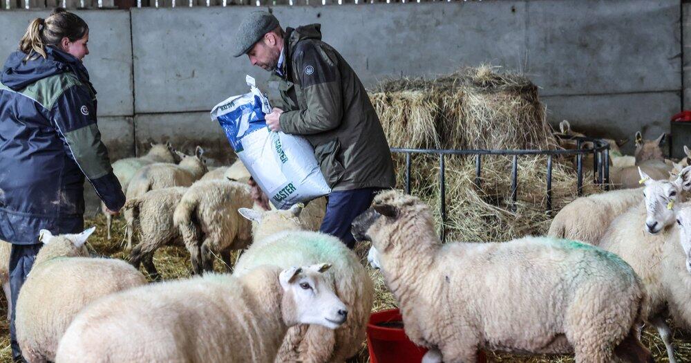Ungewohnter-Royal-Anblick-Prinz-William-hilft-auf-dem-Bauernhof-aus