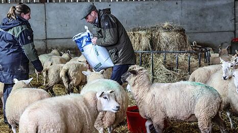 Prinz William f&uuml;ttert Schafe auf einem Bauernhof in Herefordshire - aber nicht nur.
