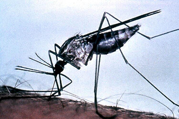 Eine Münchnerin starb an den Folgen einer Malaria-Infektion.
