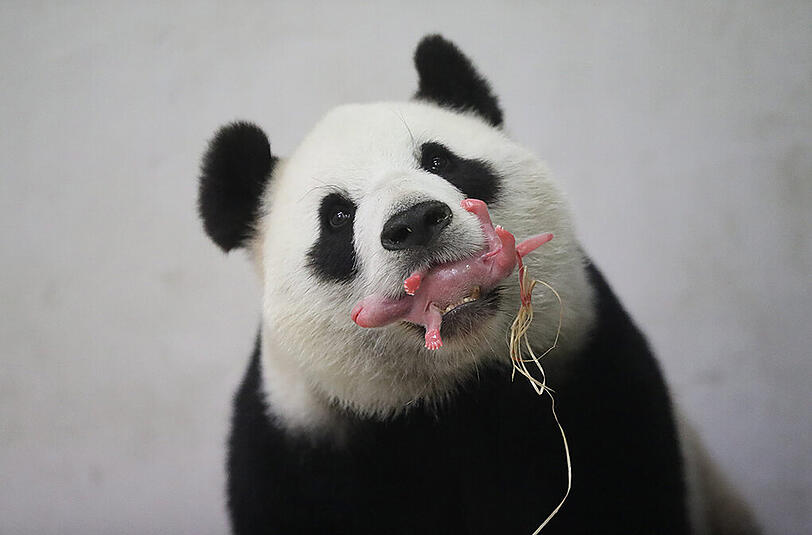Die Riesenpanda-Mama hält behutsam ihr Baby im Maul.