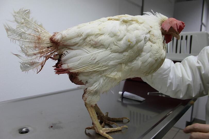 Verletzt und ausgemergelt: Diese Henne muss zum Tierarzt.