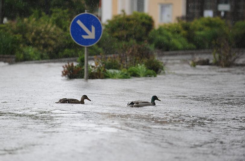 Heute mal kein Verkehr: Diese Enten bei Tegernsee können die Straße heute mal gefahrlos überqueren. Die Versicherungskammer Bayern rechnet mit zahlreichen Schadenmeldungen nach dem Hochwasser.