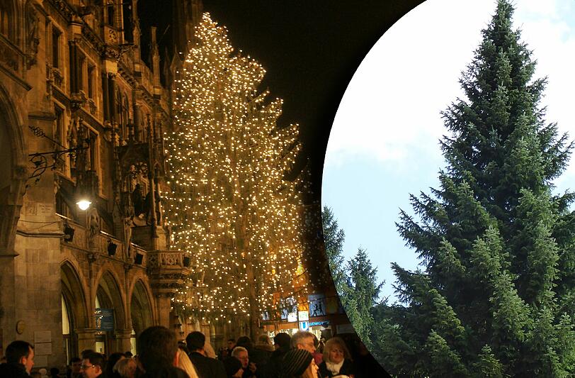 Das soll er werden: der Christbaum 2016 (r.).