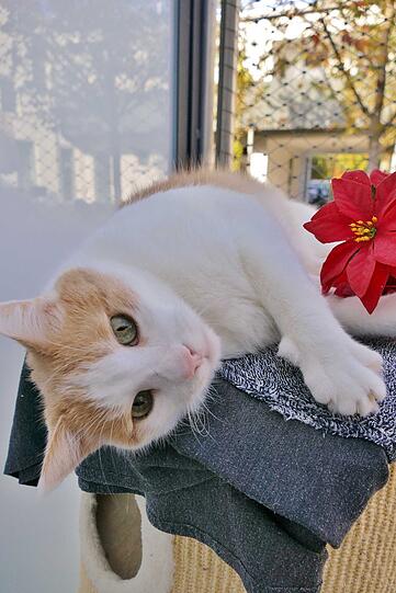 Kater Sony (14) bezaubert mit seinem verspielten Charakter. Der Stubentiger liebt Kuscheleinheiten, zeigt aber auch, wenn er etwas nicht mag. Sony sehnt sich nach einem ruhigen Zuhause mit Freigangoption, in dem ihm viel Aufmerksamkeit geschenkt wird.