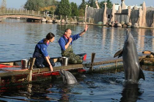 So wird die neue Lagune aussehen Der Tiergarten arbeitete bei der Planung mit dem Dolphinarium Harderwijk in den Niederlanden zusammen.