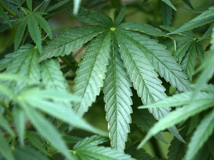 Hanf-Pflanzen (Cannabis) wachsen in einem Garten. Foto: Oliver Berg/Archivbild