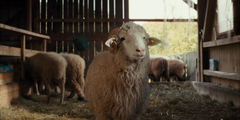 Schaf Lara (Birgit Minichmayr) ist das klügste Tier der Herde - und zu kompexen Berechnungen in der Lage. Schaf Lara (Birgit Minichmayr) ist das klügste Tier der Herde - und zu kompexen Berechnungen in der Lage.
