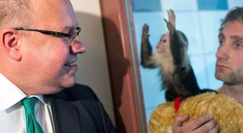 Bundesumweltminister Peter Altmaier (CDU) besucht am 21.05.2013 im Tierheim München-Riem Justin Biebers Kapuzineräffchen Mally, der auf dem Arm seines Pflegers Konrad Dressler (r) steht.