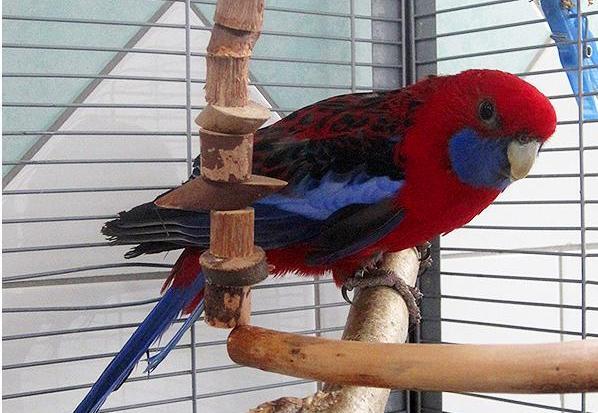 Wer möchte dem infizierten Vogel ein schönes Zuhause geben?