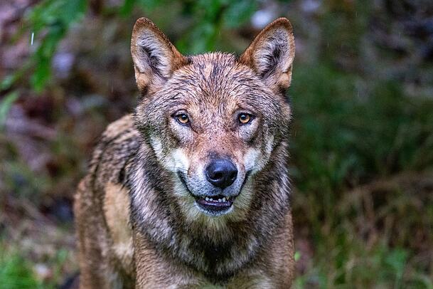 Insgesamt sollen in Tirol heuer 45 Wölfe "nachgewiesen" worden sein. Insgesamt sollen in Tirol heuer 45 Wölfe "nachgewiesen" worden sein.
