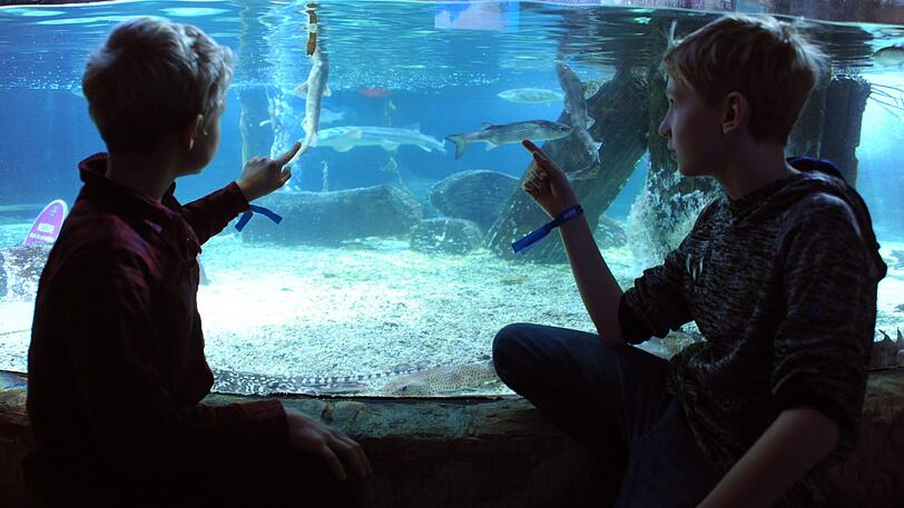 Mika und Richard begutachten Fische.