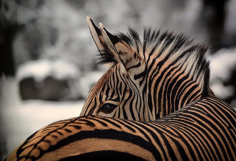 Wintereinbruch: Die Zebras im Schnee.