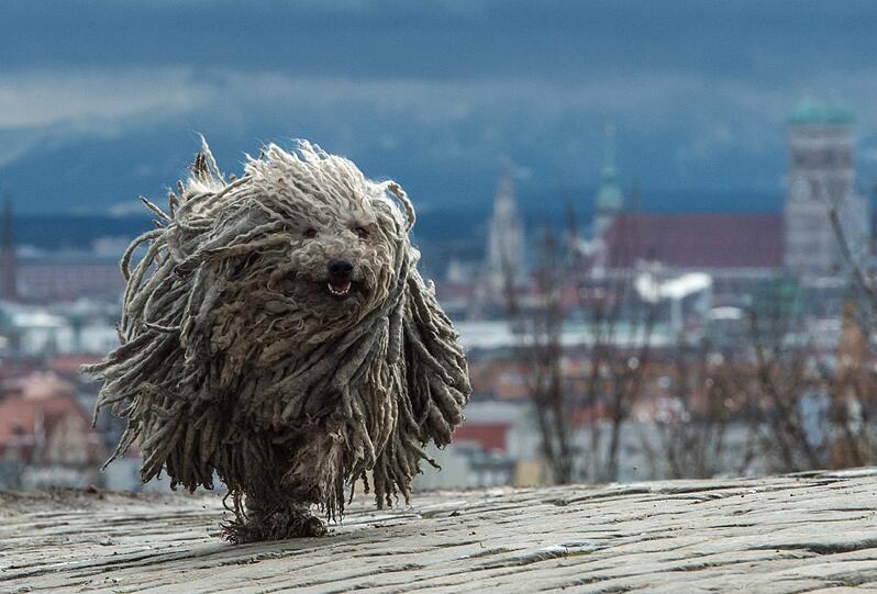 Der siebenjährige ungarische Hütehund Derci rennt am 04.01.2016 auf dem Olympiaberg in München entlang. Die auch als Puli bezeichnete Hunderasse hat von Natur aus ein dichtes zottiges Fell.