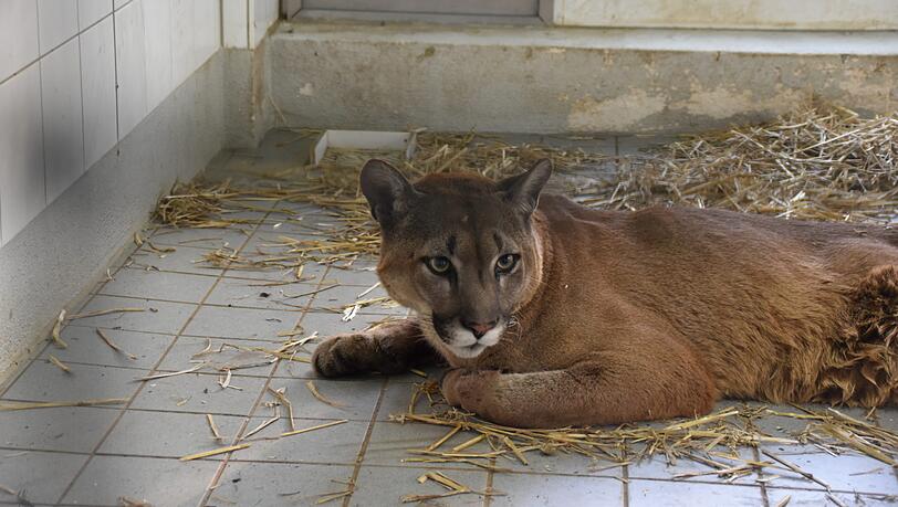 Puma Pele nach der Untersuchung.