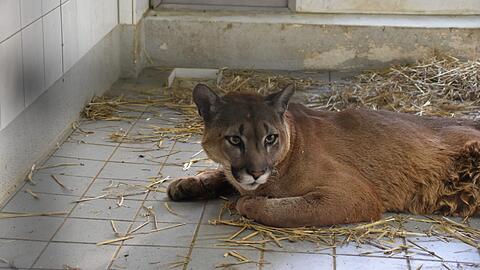 Puma Pele nach der Untersuchung.