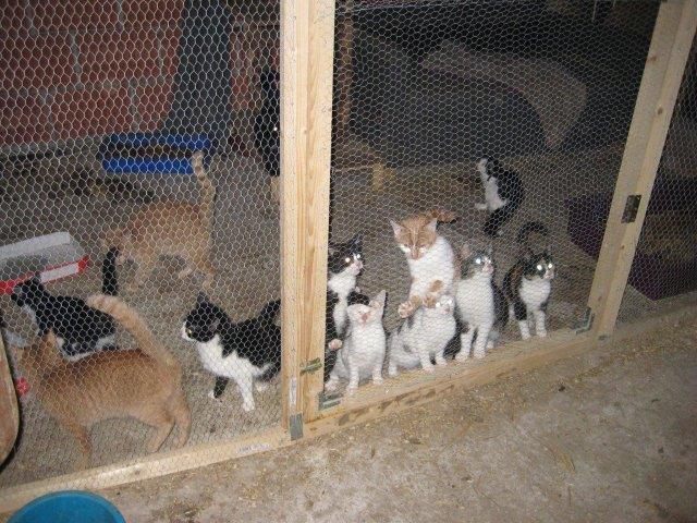 Das Katzen-Gefängnis von Markt Schwaben.