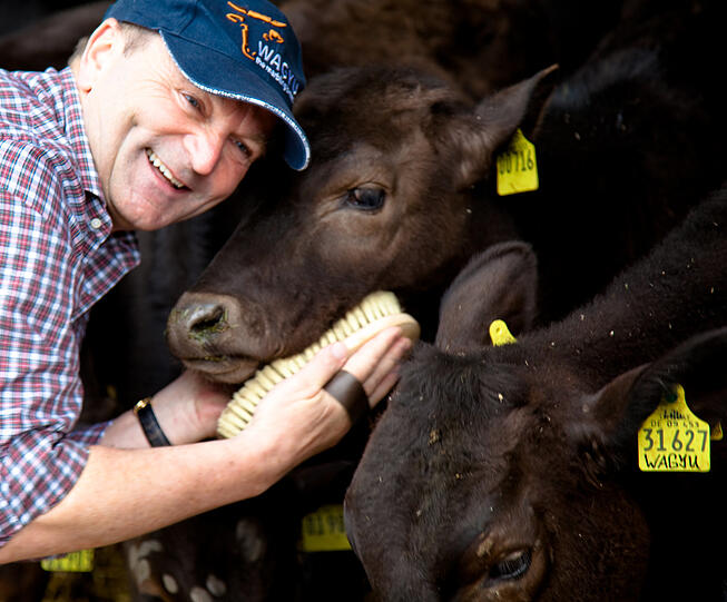 Neue Leidenschaft: Krätz züchtet bayerische Wagyu-Rinder.