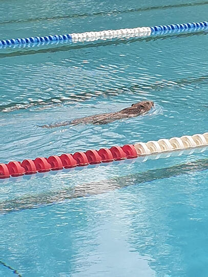 Ordnung muss sein: Der Biber schwimmt seine Bahn im Westbad.
