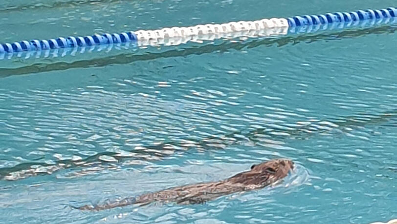 Ordnung muss sein: Der Biber schwimmt seine Bahn im Westbad. Ordnung muss sein: Der Biber schwimmt seine Bahn im Westbad.