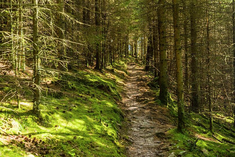 Der Rothaarsteig im Sauerland führt über die dichten, bewaldeten Hügel des Sauerlandes. Der Rothaarsteig im Sauerland führt über die dichten, bewaldeten Hügel des Sauerlandes.