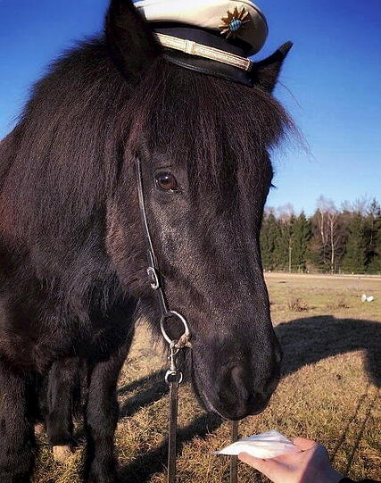 Dem Verbrechen auf der Spur: Zumindest am 1. April dürfen "Rauschgiftponys" in der Oberpfalz den Spürhunden Konkurrenz machen.