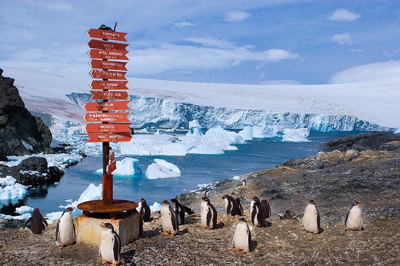 Fröhlich orientierungslose Pinguine in der Antarktis.