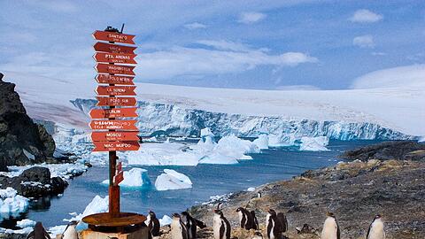 Fröhlich orientierungslose Pinguine in der Antarktis.