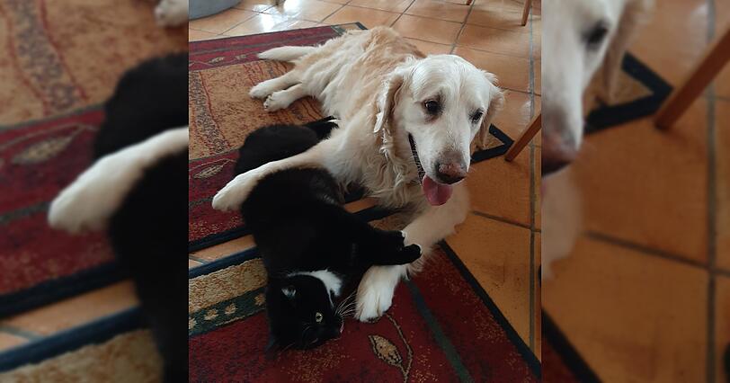 Golden Retriever Buddy und Hauskatze Pfurzi