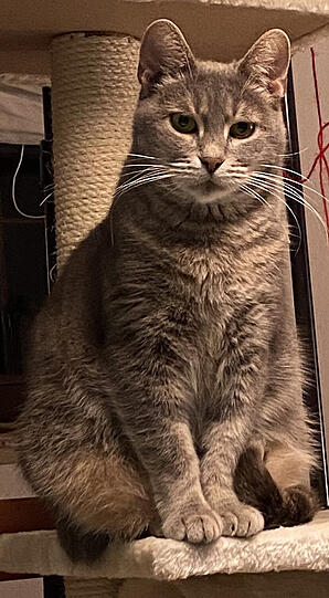 Mala