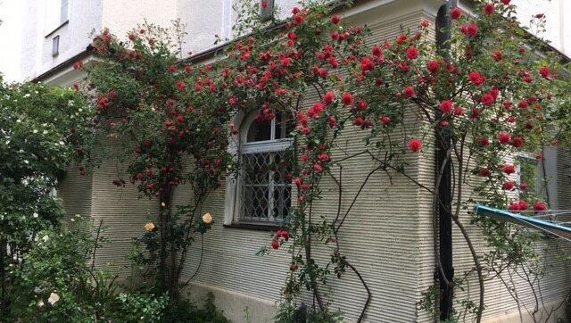 Auch Rosen werden bezuschusst! Auch Rosen werden bezuschusst!