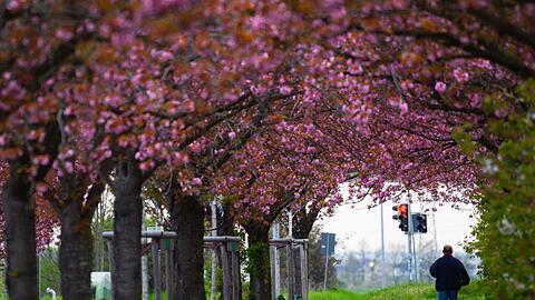 Japanische Nelkenkirschen stehen in Magdeburg in voller Blüte.