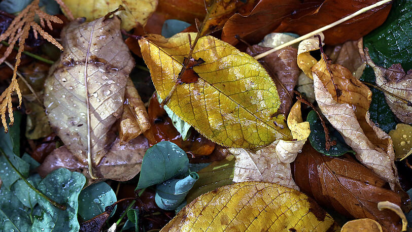 Weitere Herbst-Impressionen vom AZ-Stadtspaziergänger.