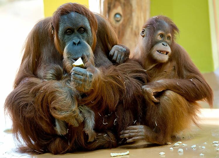 Das Orang-Utan-Baby von Hellabrunn. Die Bilder.