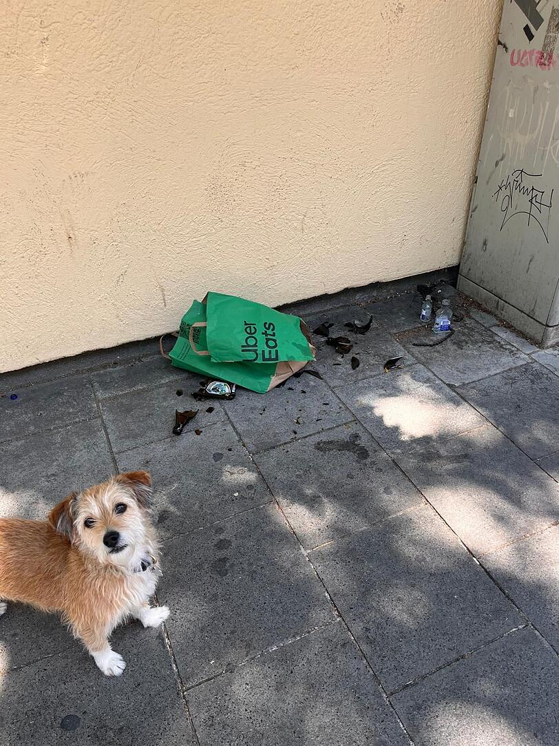 Bierflaschenscherben – gefährlich, nicht nur für diesen Hund. Hätte das Müllschweinderl auch selber wegräumen können.