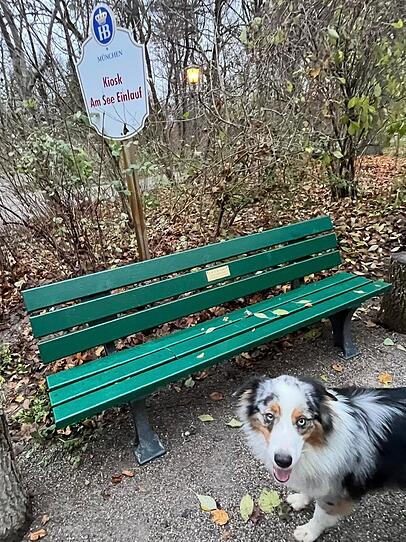 Hund Buddy vor der &bdquo;Krug-Bank&ldquo;- im Englischen Garten.