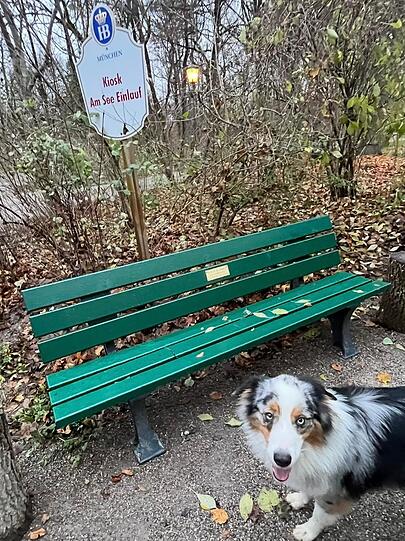 Hund Buddy vor der &bdquo;Krug-Bank&ldquo;- im Englischen Garten.