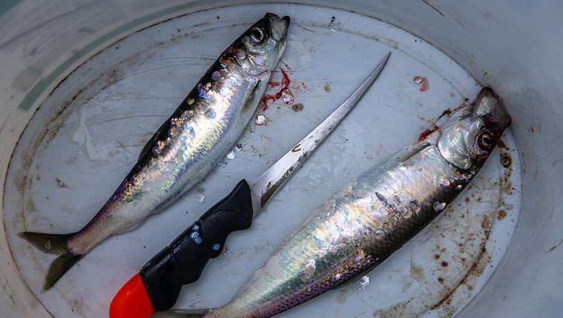 Zwei geangelte Heringe liegen im Eimer eines Anglers. Zuerst müssen Fische betäubt und durch einen bestimmten Schnitt getötet werden.