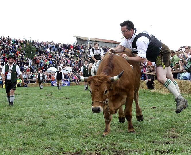 1996 war das Münsinger Ochsenrennen eine beschauliche Gaudi für die Landwirte aus der Gegend. Jetzt sind rund 10.000 Besucher gekommen. Wie Olympia und die Fußball-WM findet auch dieses sportliche Großereignis nur alle vier Jahre statt. Wir waren dabei. Die Bilder von der Gaudi