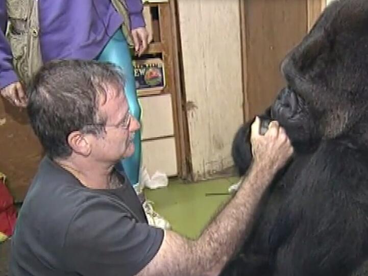 Selbst Gorilla-Dame Koko trauert um Robin Williams