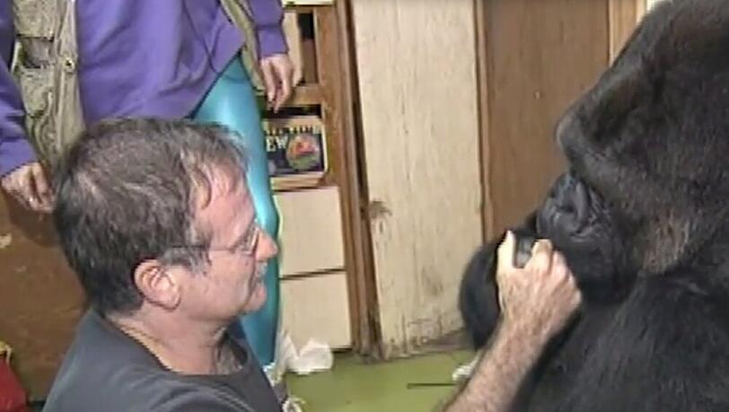 Selbst Gorilla-Dame Koko trauert um Robin Williams Selbst Gorilla-Dame Koko trauert um Robin Williams