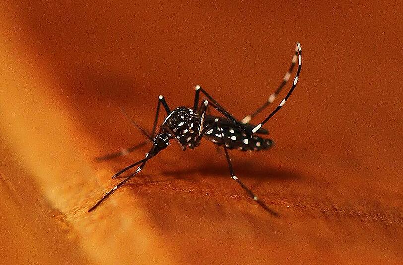 Die asiatische Tigermücke hat den Chikungunya-Virus nach Spanien gebracht. (Archivbild)