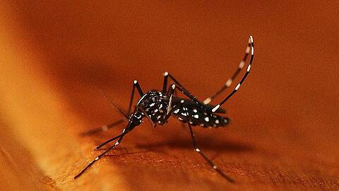 Die asiatische Tigermücke hat den Chikungunya-Virus nach Spanien gebracht. (Archivbild)