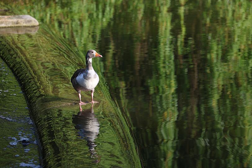 Gans(z) alleine am See! Gans(z) alleine am See!