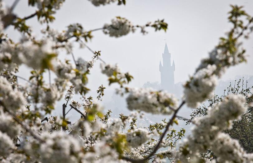 Der Turm der Burg in Friedberg (Hessen) ist hinter den blühenden Kirschbäumen im Ortsteil Ockstadt an einem sonnigen, aber diesigem Tag zu sehen.