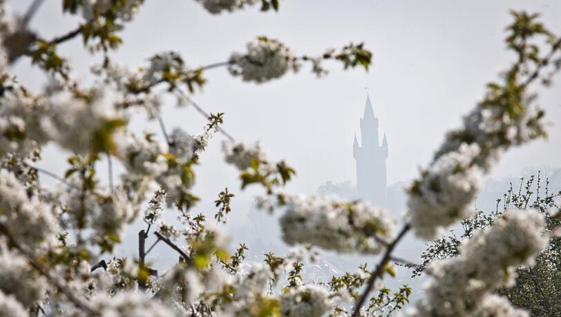 Der Turm der Burg in Friedberg (Hessen) ist hinter den blühenden Kirschbäumen im Ortsteil Ockstadt an einem sonnigen, aber diesigem Tag zu sehen. Der Turm der Burg in Friedberg (Hessen) ist hinter den blühenden Kirschbäumen im Ortsteil Ockstadt an einem sonnigen, aber diesigem Tag zu sehen.