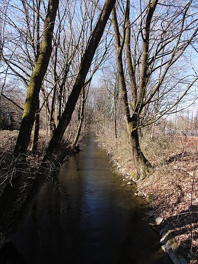 Wegen der Verkehrssicherheit müssen Baumpfleger am Nymphenburg-Biedersteiner-Kanal Äste und Totholz entfernen.