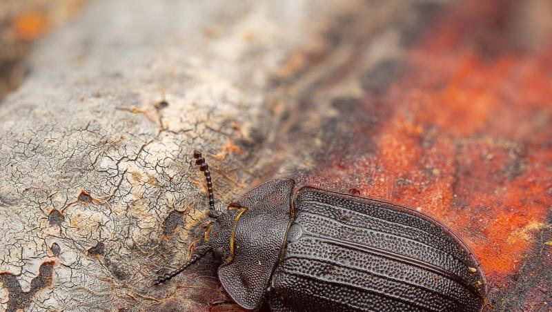 Ein Borkenkäfer mit dem Namen Peltis Grossa krabbelt auf einem Stamm. Foto: Lukas Haselberger/Nationalparkverwaltung Bayerischer Wald/Archiv Ein Borkenkäfer mit dem Namen Peltis Grossa krabbelt auf einem Stamm. Foto: Lukas Haselberger/Nationalparkverwaltung Bayerischer Wald/Archiv