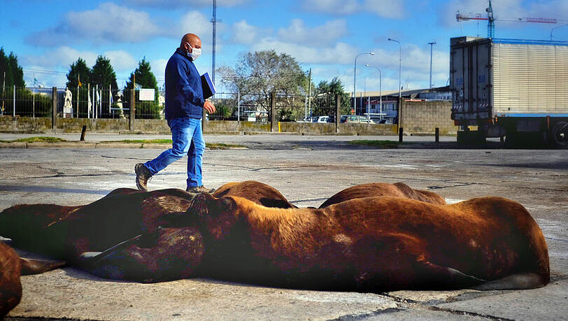 Zur selben Zeit in Mar del Plata in Argentinien geht ein Mann mit Mundschutzmaske an Seelöwen vorbei, die mitten in der Corona-Krise in aller Ruhe in der Nähe von Lastwagen in der Sonne schlafen. Zur selben Zeit in Mar del Plata in Argentinien geht ein Mann mit Mundschutzmaske an Seelöwen vorbei, die mitten in der Corona-Krise in aller Ruhe in der Nähe von Lastwagen in der Sonne schlafen.