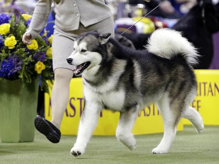 Ein Alaskan Malamute auf der Westminster-Hundeshow.